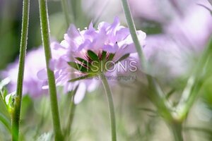 Scabiosa columbaria geen maat specificatie 0,55L/P9cm - afbeelding 5