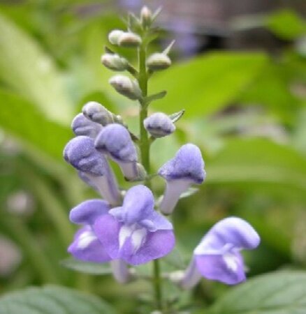 Scutellaria incana geen maat specificatie 0,55L/P9cm - afbeelding 3