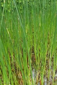 Schoenoplectus lacustris geen maat specificatie cont. 2,0L