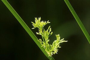 Schoenoplectus lacustris geen maat specificatie 0,55L/P9cm - image 2