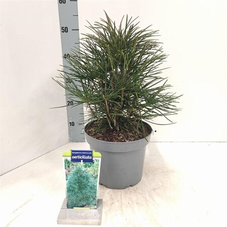 Sciadopitys verticillata 25-30 cm cont. 5,0L - afbeelding 1