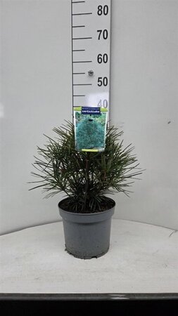 Sciadopitys verticillata 25-30 cm cont. 5,0L - afbeelding 2