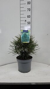 Sciadopitys verticillata 25-30 cm cont. 5,0L - afbeelding 2