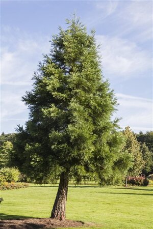 Sequoiadendron giganteum 60-80 cm cont. 10L - afbeelding 3