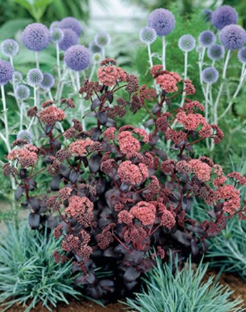 Sedum 'Purple Emperor' geen maat specificatie 0,55L/P9cm - afbeelding 1