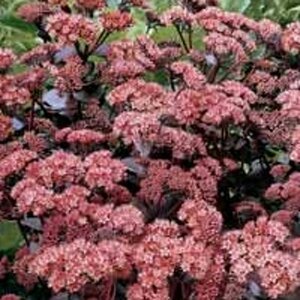 Sedum 'Purple Emperor' geen maat specificatie 0,55L/P9cm - afbeelding 2