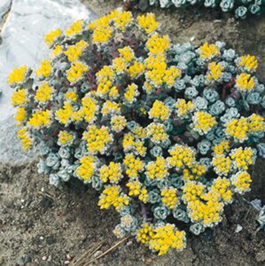Sedum spathulifolium 'Cape Blanco' geen maat specificatie 0,55L/P9cm - afbeelding 1