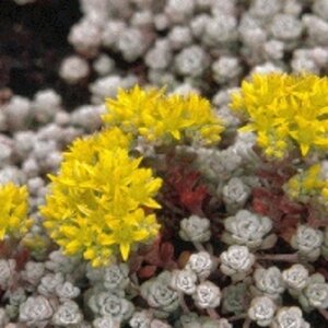 Sedum spathulifolium 'Cape Blanco' geen maat specificatie 0,55L/P9cm - afbeelding 2