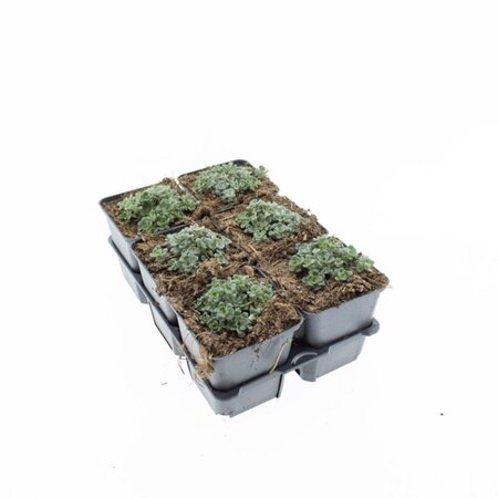 Sedum spathulifolium 'Cape Blanco' geen maat specificatie 0,55L/P9cm - afbeelding 1