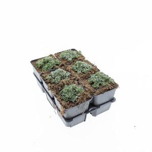 Sedum spathulifolium 'Cape Blanco' geen maat specificatie 0,55L/P9cm - afbeelding 1