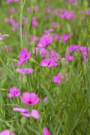 Silene dioica geen maat specificatie 0,55L/P9cm - afbeelding 1