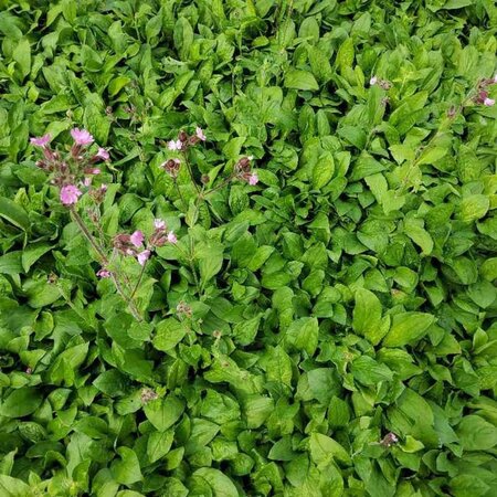 Silene dioica geen maat specificatie 0,55L/P9cm - afbeelding 5