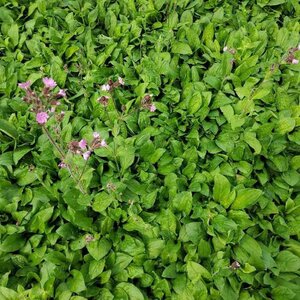 Silene dioica geen maat specificatie 0,55L/P9cm - afbeelding 5