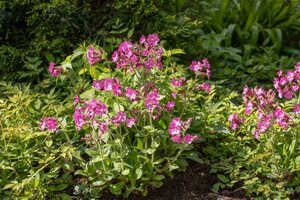 Silene dioica geen maat specificatie 0,55L/P9cm - afbeelding 2