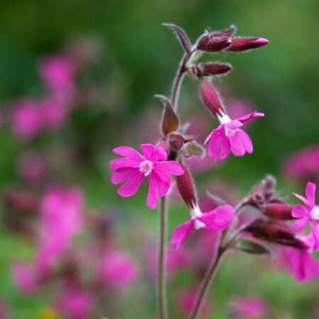 Silene dioica geen maat specificatie 0,55L/P9cm - afbeelding 5