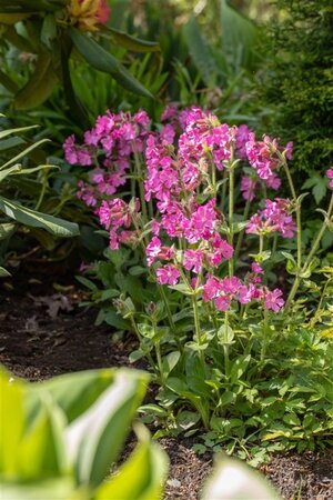 Silene dioica geen maat specificatie 0,55L/P9cm - afbeelding 3