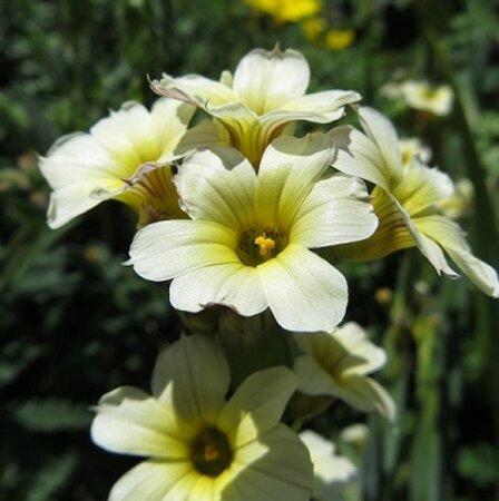 Sisyrinchium striatum geen maat specificatie 0,55L/P9cm - afbeelding 2