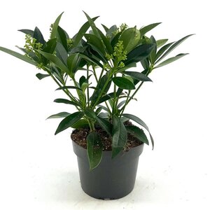 Skimmia confusa 'Kew Green' 25-30 cm cont. 2,0L - afbeelding 2