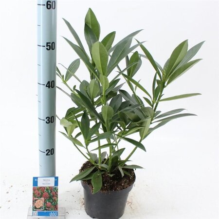 Skimmia confusa 'Kew Green' 25-30 cm cont. 2,0L