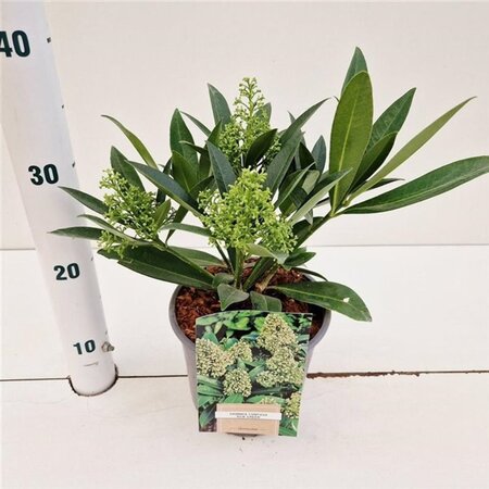 Skimmia confusa 'Kew Green' 25-30 cm cont. 2,0L - afbeelding 2