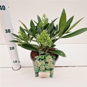Skimmia confusa 'Kew Green' 25-30 cm cont. 2,0L - afbeelding 2