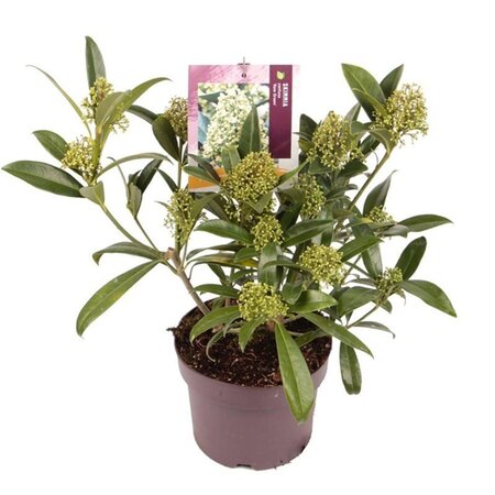 Skimmia confusa 'Kew Green' 30-40 cm cont. 3,0L