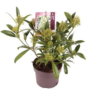 Skimmia confusa 'Kew Green' 30-40 cm cont. 3,0L