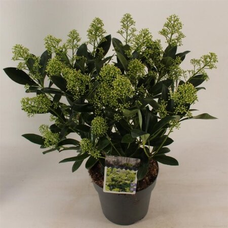Skimmia j. 'Finchy' 30-40 cm cont. 3,0L