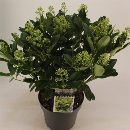 Skimmia j. 'Finchy' 40-50 cm cont. 5,0L