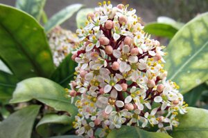 Skimmia j. 'Rubella' = foremanii 20-25 cm cont. 3,0L - afbeelding 3