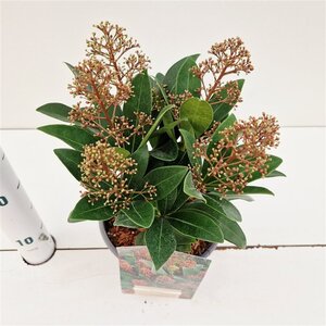 Skimmia j. 'Rubella' = foremanii 30-40 cm cont. 3,0L - afbeelding 7