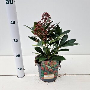 Skimmia j. 'Rubella' = foremanii 30-40 cm cont. 3,0L - afbeelding 5