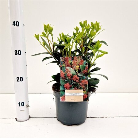 Skimmia j. 'Rubella' = foremanii 30-40 cm cont. 3,0L - afbeelding 4