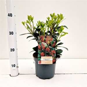 Skimmia j. 'Rubella' = foremanii 30-40 cm cont. 3,0L - afbeelding 4