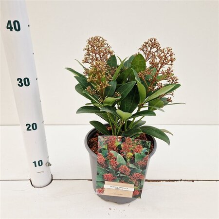 Skimmia j. 'Rubella' = foremanii 30-40 cm cont. 3,0L - afbeelding 3
