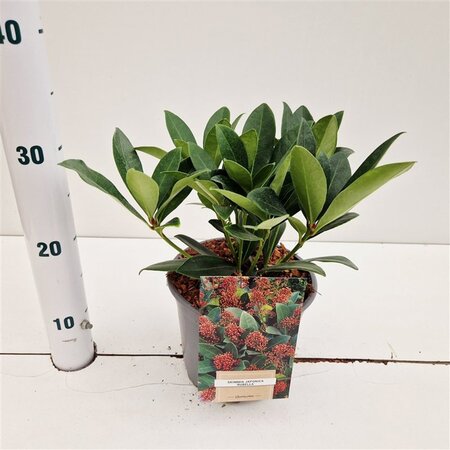 Skimmia j. 'Rubella' = foremanii 30-40 cm cont. 3,0L - afbeelding 2