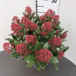 Skimmia j. 'Rubella' = foremanii 30-40 cm cont. 3,0L - afbeelding 5