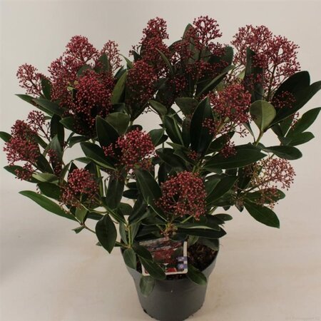 Skimmia j. 'Rubella' = foremanii 30-40 cm cont. 3,0L - afbeelding 7