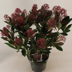 Skimmia j. 'Rubella' = foremanii 30-40 cm cont. 3,0L - afbeelding 7