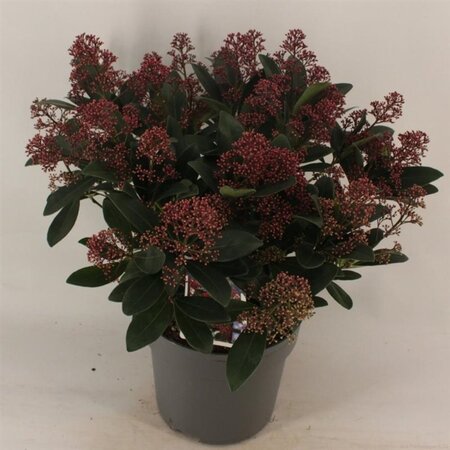 Skimmia j. 'Rubella' = foremanii 40-50 cm cont. 5,0L