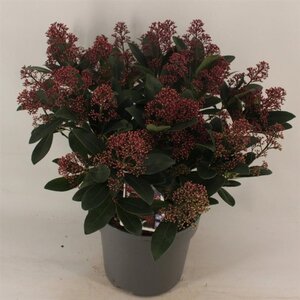 Skimmia j. 'Rubella' = foremanii 40-50 cm cont. 5,0L