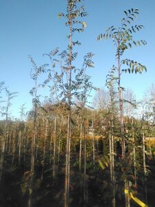 Sorbus aucuparia 'Edulis' 10-12 Hoogstam wortelgoed - afbeelding 1