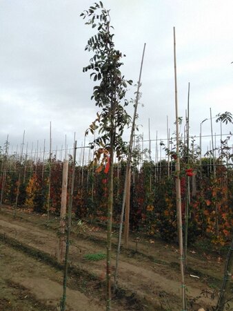 Sorbus aucuparia 'Edulis' 10-12 Hoogstam wortelgoed - afbeelding 2