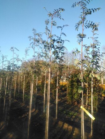 Sorbus aucuparia 'Edulis' 6-8 Hoogstam wortelgoed - afbeelding 1