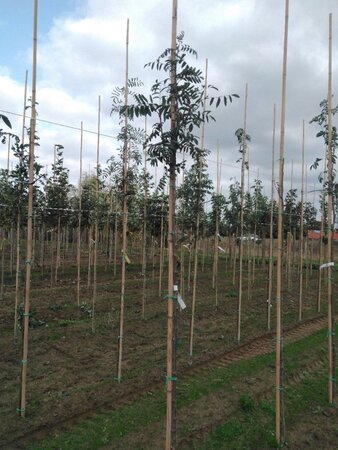 Sorbus aucuparia 'Edulis' 6-8 Hoogstam wortelgoed - afbeelding 2