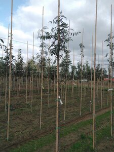 Sorbus aucuparia 'Edulis' 6-8 Hoogstam wortelgoed - afbeelding 2