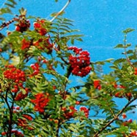 Sorbus aucuparia 'Edulis' 8-10 Hoogstam wortelgoed - afbeelding 1