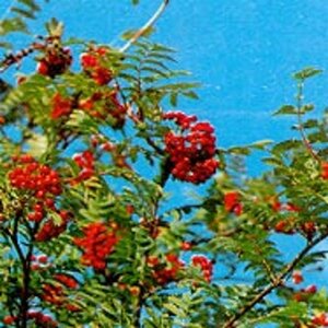 Sorbus aucuparia 'Edulis' 8-10 Hoogstam wortelgoed - afbeelding 1