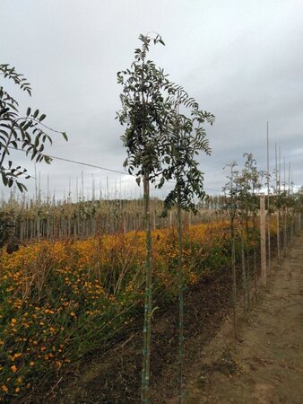 Sorbus aucuparia 'Edulis' 8-10 Hoogstam wortelgoed - afbeelding 2