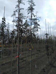 Sorbus aucuparia 'Edulis' 8-10 Hoogstam wortelgoed - afbeelding 1
